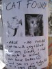 Lost Cat...